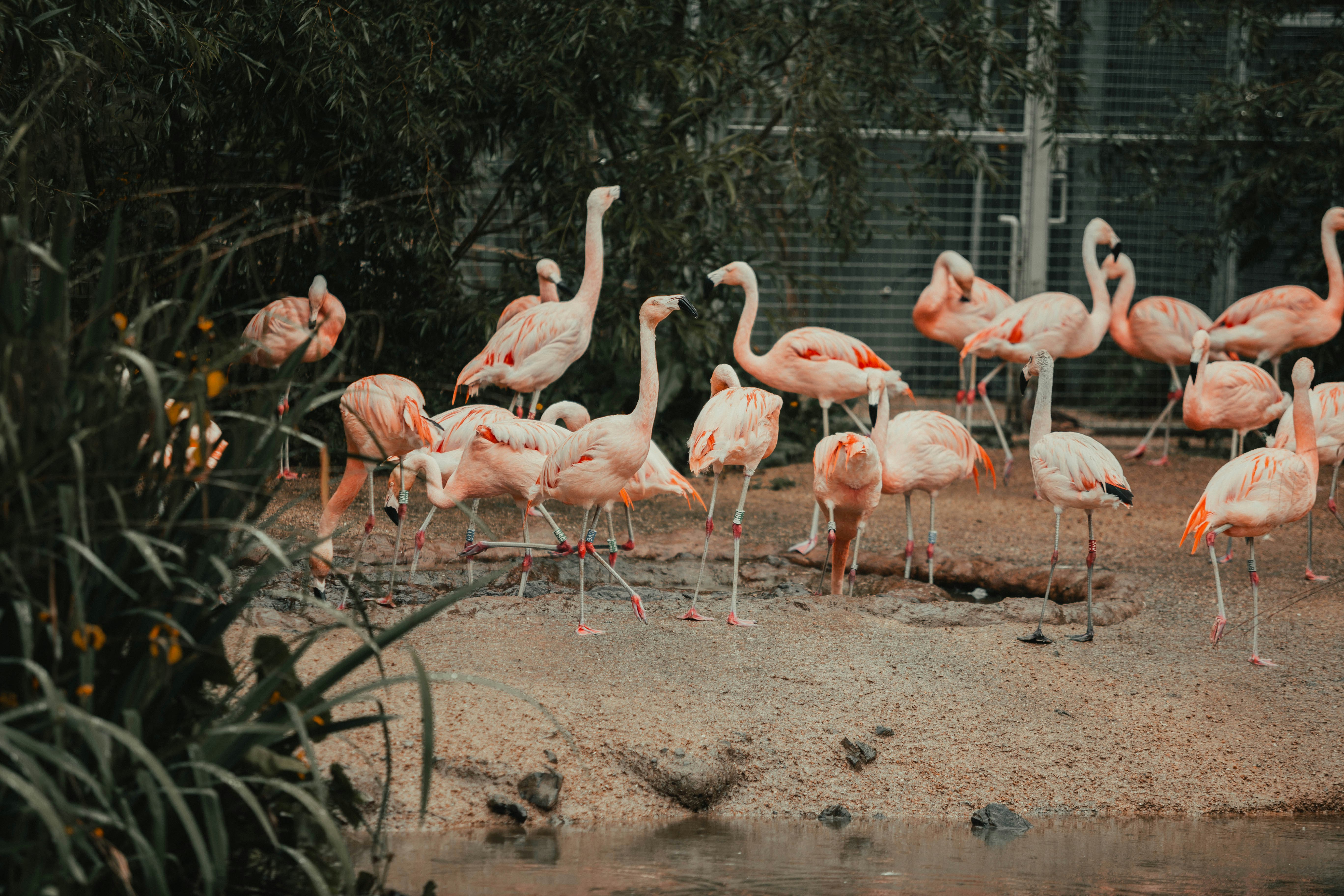 flock of flamingos on brown soil